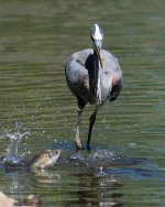 BlueHeronEscape-200.jpg