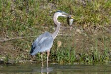 BlueHeronCatch-223.jpg