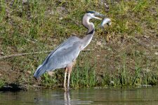 BlueHeronCatch-224.jpg