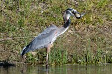 BlueHeronCatch-225.jpg