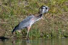 BlueHeronCatch-226.jpg