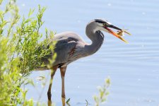BlueHeron-263.jpg