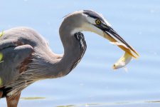 BlueHeron-264.jpg