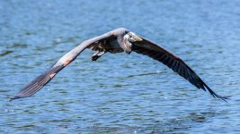 BlueHeron-265.jpg