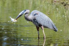BlueHeronCatch-236.jpg