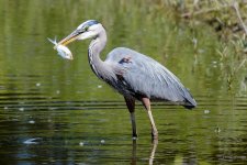 BlueHeronCatch-237.jpg