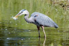 BlueHeronCatch-238.jpg