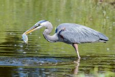 BlueHeronCatch-239.jpg