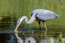 BlueHeronCatch-240.jpg