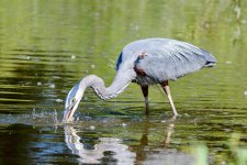 BlueHeronCatch-241.jpg