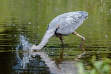 BlueHeronCatch-242.jpg