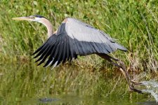 BlueHeron-266.jpg