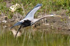 BlueHeron-267.jpg