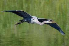 BlueHeron-268.jpg