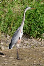 BlueHeron-269.jpg