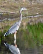 BlueHeron-270.jpg