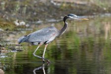 BlueHeron-271.jpg