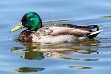 Mallard-230.jpg