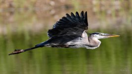 BlueHeron-272.jpg