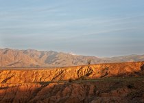 Lonely Ocotillo Morning.jpg