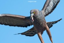 Spotted-Harrier-Hamley-Bridge-22-06-17.jpg
