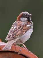 Sparrow.jpg
