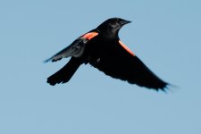 DSC_7056+RedWing BIF-0004.jpg