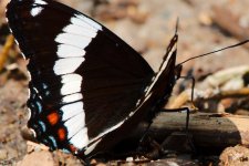 DSC_6776+butterfly moose lake -0004.jpg