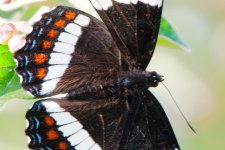 DSC_6817+butterfly backyard -0003.jpg