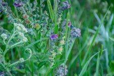 Wild Flowers at Lost Creek Reservoir #2 6-14-2017.jpg