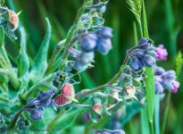 Wild Flowers at Lost Creek Reservoir  6-14-2017.jpg