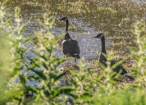 Two Geese  6-14-2017.jpg