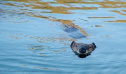 Wild Beaver Swimming at Lost Creek Reservoir #2 6-14-2017.jpg