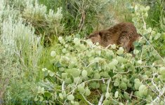 Wild Beaver and His Tree at Lost Creek Reservoir #2 6-14-2017.jpg