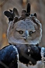 Odd Bird-1.jpg