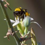 Bee4.jpg