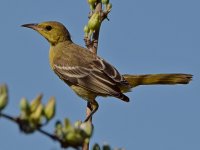 Oriole2.jpg