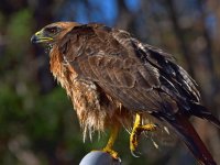 Hawk3.jpg
