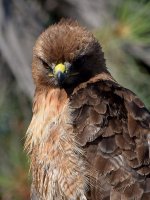 Hawk15.jpg
