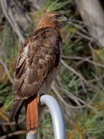 Hawk19.jpg