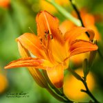 W_DFG_0481.jpg