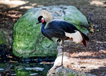 Crowned Crane_DxO.jpg