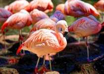 Flamingo.jpg