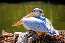 Pelican_DxO.jpg
