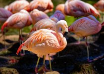 Flamingo.jpg
