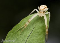 DSC_9411.jpg