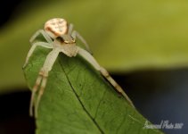 DSC_9415.jpg