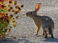 Rabbit.jpg