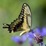 Swallowtail7.jpg