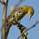 Oriole2.jpg